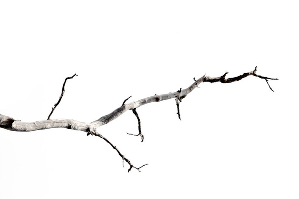 ramas secas, ramas secas, aisladas sobre fondo blanco - Foto, Imagen