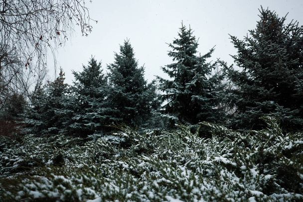 Coniferous trees covered with snow on winter day - Foto, afbeelding