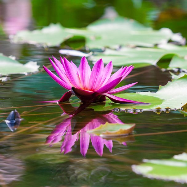 Beautiful pink  lotus water lily in pond - Фото, изображение