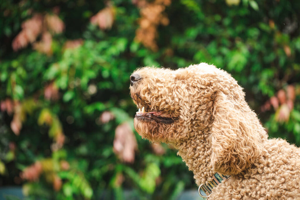 Χαλαρωμένος Groudle μικτής φυλής σκύλος, επίσης γνωστή ως Golden Doodle (Poodle Golden Retriever Cross) με μύτη στον αέρα - Φωτογραφία, εικόνα