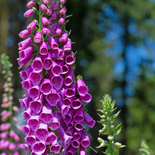 Blühender roter Fingerhut, Digitalis purpurea, im Wald - Foto, Bild