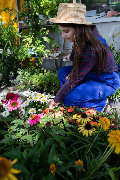 A saleswoman arranges pots of flowering asters. Garden Shop. - Foto, Imagem