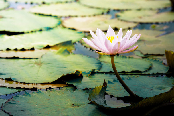 ροζ lotus ή Νούφαρο στη λίμνη - Φωτογραφία, εικόνα