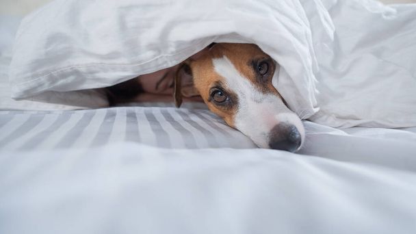 Dog Jack Russell Terrier lies with the owner under a blanket. - Φωτογραφία, εικόνα
