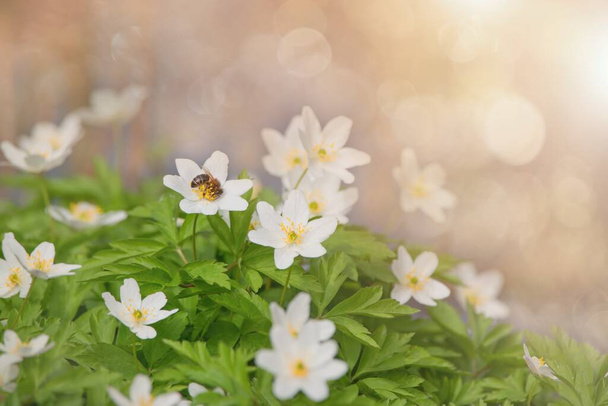 Ormanda bahar çiçekleri, vahşi şakayık (Anemone nemorosa) - Fotoğraf, Görsel