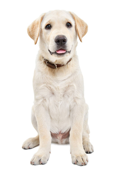 Adorable labrador puppy sitting isolated on white background - Foto, imagen