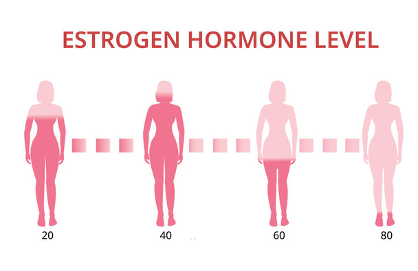 Диаграмма уровней эстрогенных гормонов, менопауза, инфографический вектор - Вектор,изображение