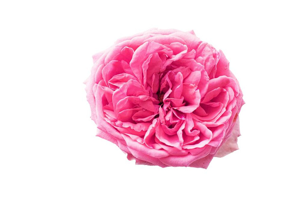 Flor rosa isolada sobre um fundo branco - imagem  - Foto, Imagem