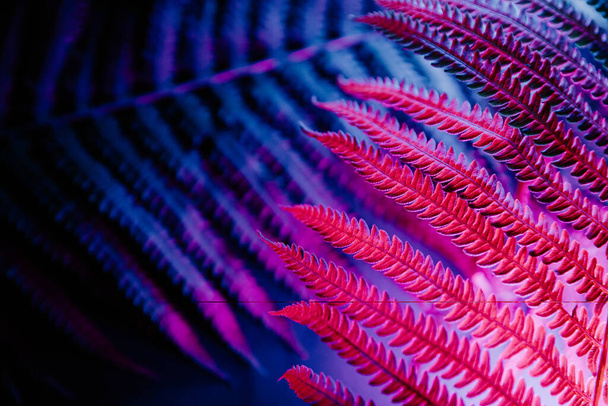 Blue-pink fern plants on a dark background - Photo, Image