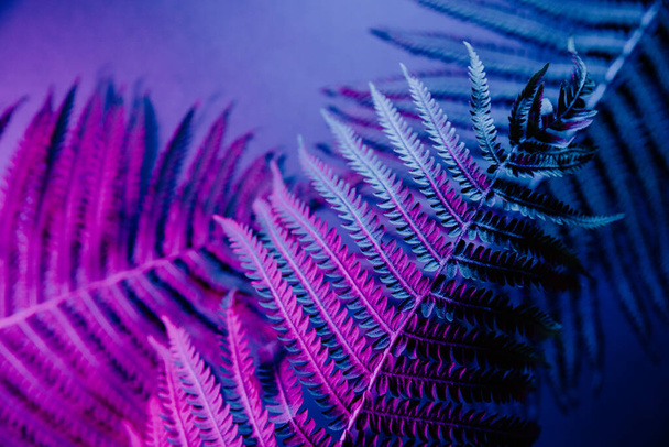 Tropical fern leaves in neon light - Photo, Image