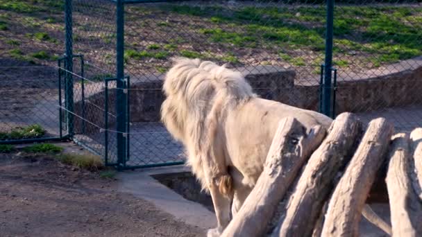 een groot exemplaar van een mannelijke leeuw - Video