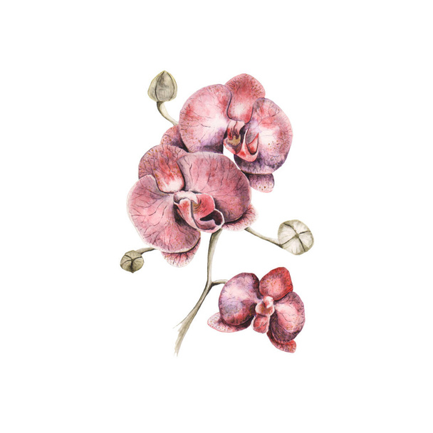 Orhid akvarell festmény. Rózsaszín virág akvarell. - Fotó, kép