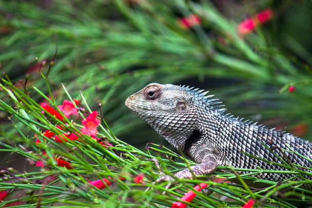 Garden lizard Or also known as Oriental Plant Lizard resting cal - Photo, Image