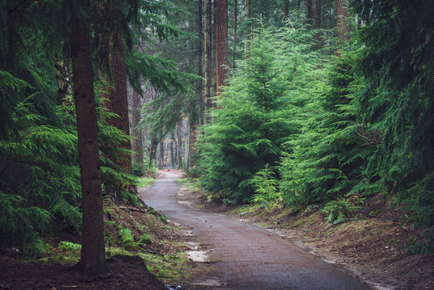 Betonowa ścieżka rowerowa lub chodnik przez las. jesień rozświetla liście wysokich drzew i bawi się cieniem i światłem w holenderskim lesie na Veluwe - Zdjęcie, obraz