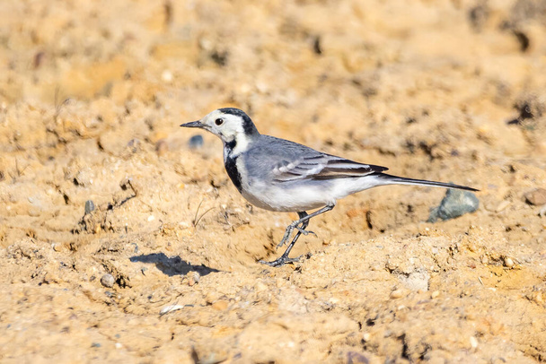 White wagtail (Motacilla alba) in the floor. It is a small passerine bird in the family Motacillidae, which also includes pipits and longclaws - Photo, Image