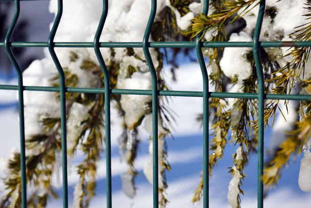 сосны, на которые падает снег, сосны, формирующиеся на соснах, зимние пейзажи, - Фото, изображение