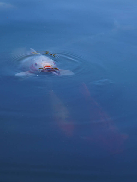 Göletin yüzeyinde bir koi balığı. - Fotoğraf, Görsel