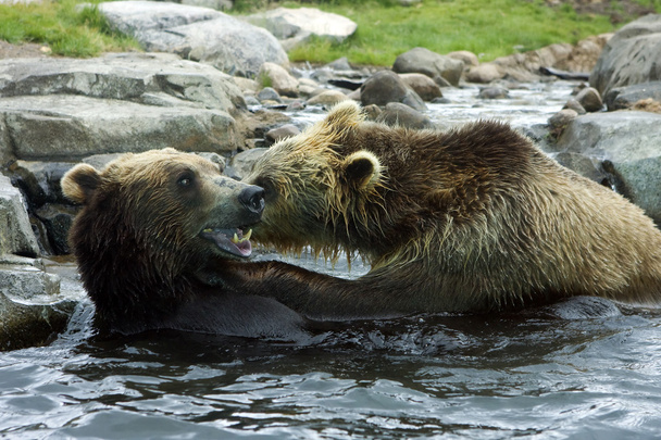 Grizzly (Brown) Luta de Urso
 - Foto, Imagem
