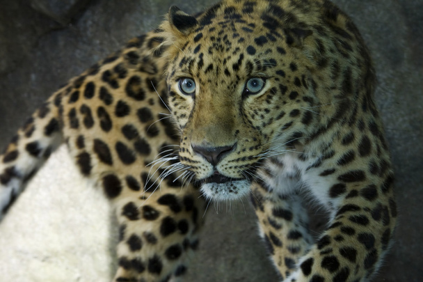 Amur leoparı - Fotoğraf, Görsel