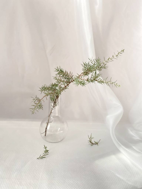 plant branch in a glass flask on a white background - Foto, imagen