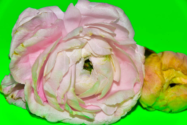 beautiful flowers on green background - Foto, Imagen
