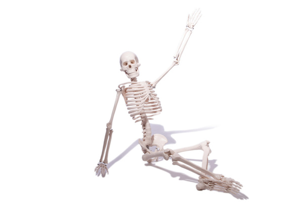 Скелет ізольований на білому тлі
 - Фото, зображення