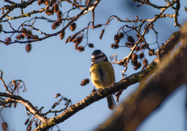 Beautifully colourful Blue Tit perched in a tree catching some early morning sunshine  - Фото, изображение