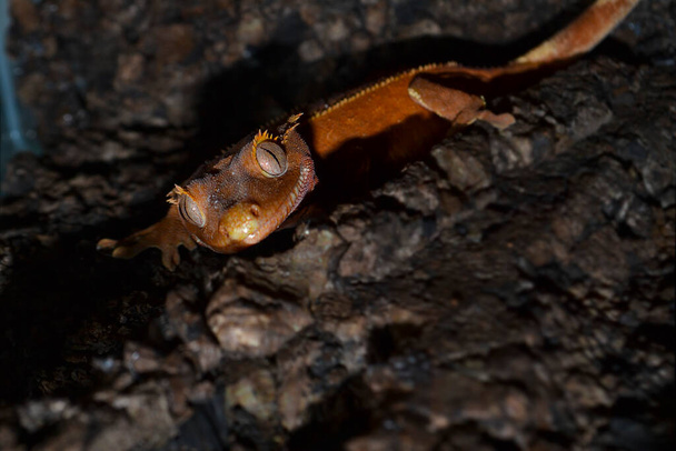 El lagarto correlophus ciliatus rojo te mira a los ojos - Foto, imagen