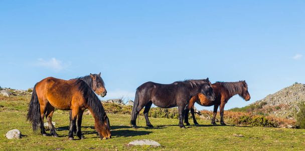 Cavalli selvatici che pascolano sulle montagne nel nord del Portogallo. Serra do Geres - Foto, immagini