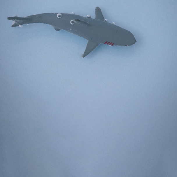 Tubarão na água sobre um fundo azul claro com espaço de cópia. Cenário estético minimalista. - Foto, Imagem