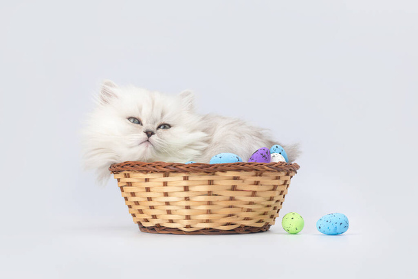Αστείο γατάκι με πασχαλινά αυγά σε ψάθινο καλάθι, πανό με χώρο αντίγραφο. Στιγμιότυπο. Πασχαλινό φόντο. Βρετανική φυλή γάτα longhair  - Φωτογραφία, εικόνα