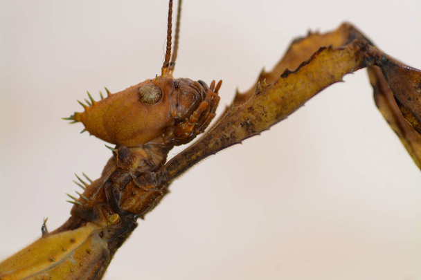 Head one Australian stick insect ( Extatosoma tiaratum ) with light background - Photo, Image