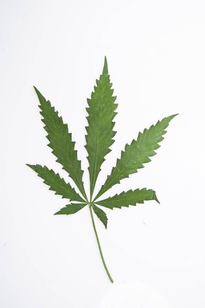 βότανο φύλλων κάνναβης από κάνναβη, πράσινο φύλλο φαρμακευτικού βοτάνου - Φωτογραφία, εικόνα