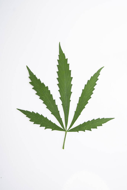 конопля листовой гербарий из конопли, зеленый лист лекарственной травы - Фото, изображение