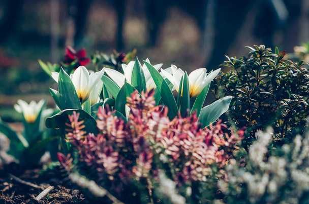 Белые тюльпаны и фиолетовый ибе в весеннем саду - Фото, изображение