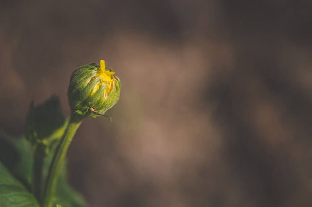 bud of doronicum flower, yellow color, copy space - Photo, Image