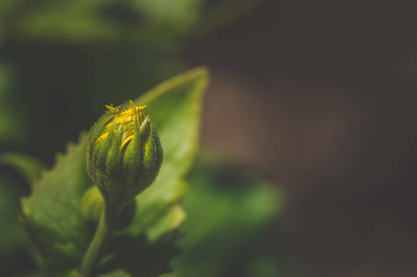 brote de doronicum flor amarilla, fondo verde, espacio de copia - Foto, Imagen