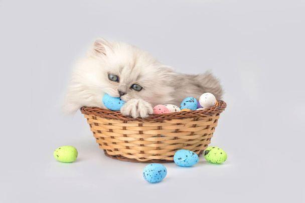 Hasır sepette paskalya yumurtalarıyla oynayan sevimli kedi yavrusu. Stüdyo çekimi. Paskalya baharı. İngiliz uzun saçlı kedi cinsi - Fotoğraf, Görsel