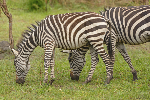 Jovem Zebra com adulto na floresta
 - Foto, Imagem