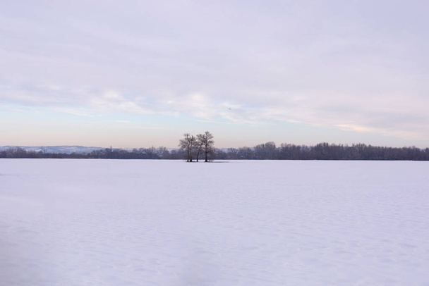 Snowy landscape with distant trees - Fotó, kép