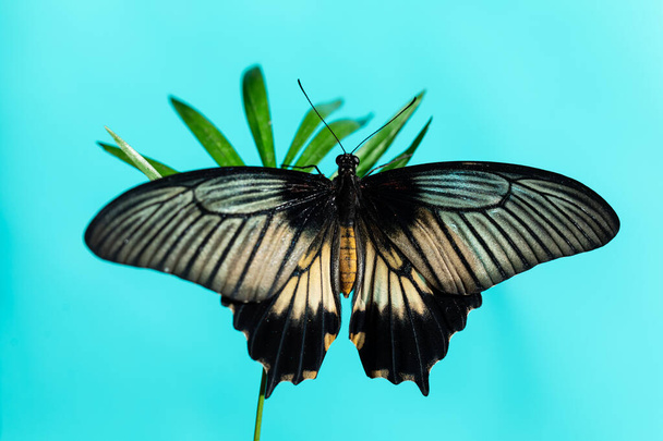 Large tropical butterfly Papilio lowi on flowers of orchid - Foto, afbeelding