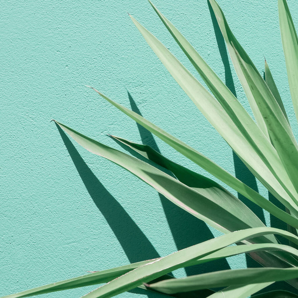 Aloe against a blue wall background. Stylish minimalist plant wallpapers. Eco bio concept - Fotó, kép