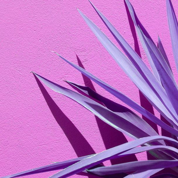 Creative Aloe against a violet wall background with sunlight shadows. Stylish minimalist design wallpapers. Very peri trends - Photo, image
