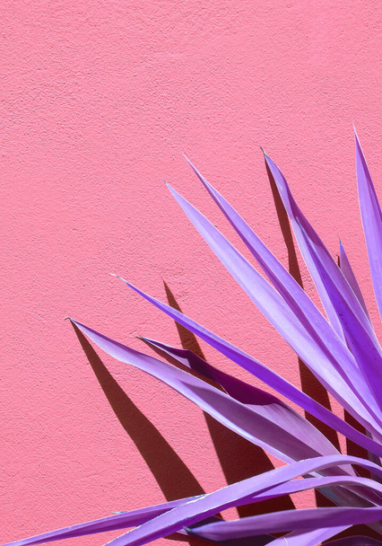 Creative Aloe against a pink wall background with sunlight shadows. Stylish minimalist design wallpapers. Colours trends combination - Фото, изображение