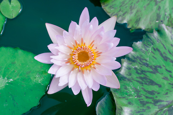 Прекрасный лотос или водяная лилия в пруду
 - Фото, изображение