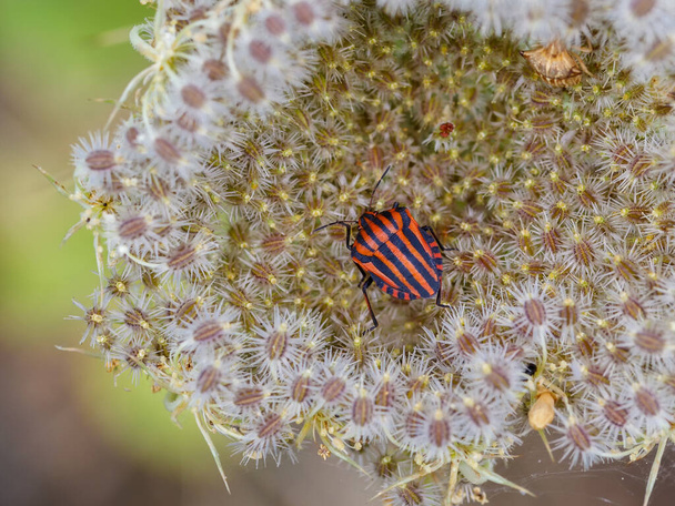 Graphosoma lineatum italicum. Insect in its natural environment. - Photo, Image