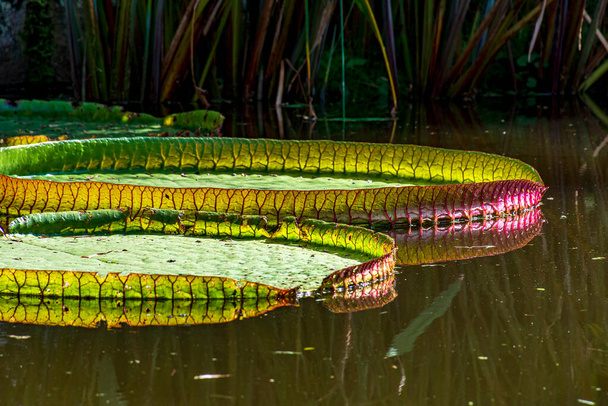 Водная лилия, типичная для Амазонки, с ее характерной круговой формой, плавающей в спокойных водах озера - Фото, изображение
