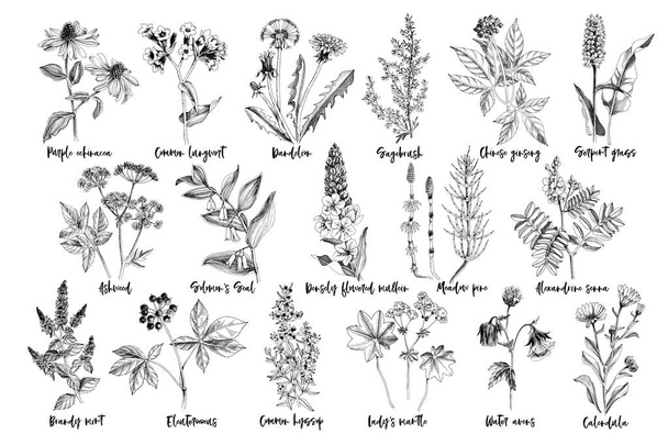 Hand drawn monochrome set of healing herbs - Vetor, Imagem