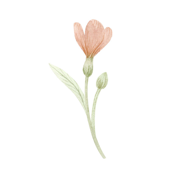 Watercolor illustration of pink crocus isolated on white background. Gentle spring collection of hand drawn illustrations. Can be used in wrapping paper, textiles, greeting cards. - Fotoğraf, Görsel