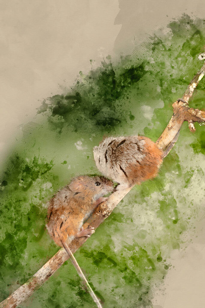 Digital watercolor painting of Cute harvest mice micromys minutus on wooden stick  - Photo, image